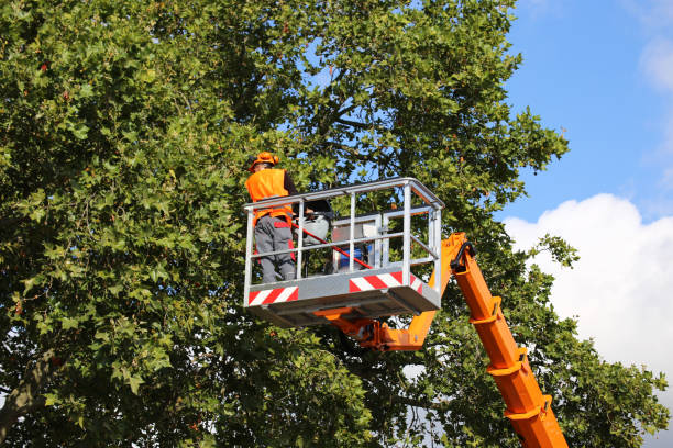 Best Emergency Tree Removal  in Castlewood, VA