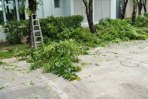 Best Tree Health Inspection  in Castlewood, VA