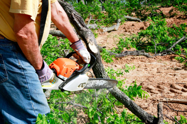 Best Lot and Land Clearing  in Castlewood, VA